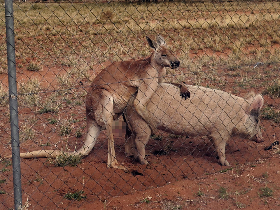 Kangaroo and Pig love