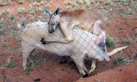 Kangaroo and Pig love