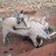 Kangaroo and Pig love