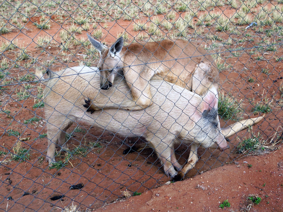 Kangaroo and Pig love