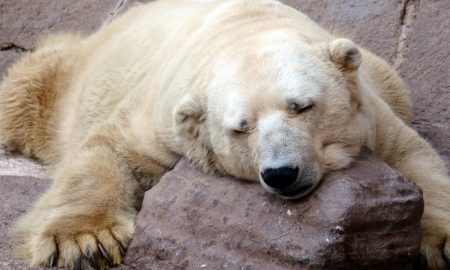 Arturo