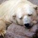 Arturo