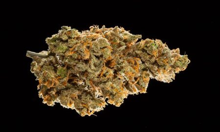 Cannabis