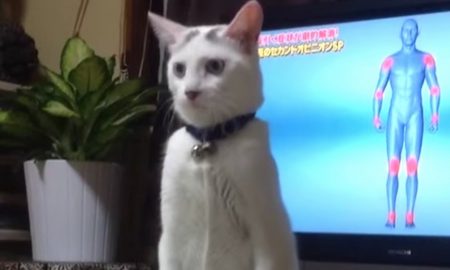 Cat Walking Like Human