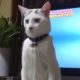 Cat Walking Like Human