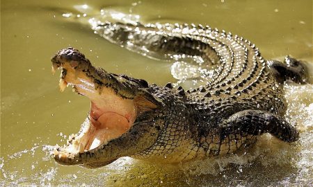 Crocodile