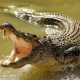 Crocodile