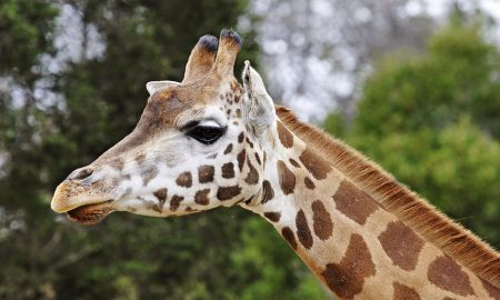 Giraffe