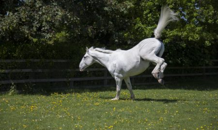 Horse kicking out
