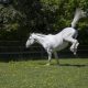 Horse kicking out