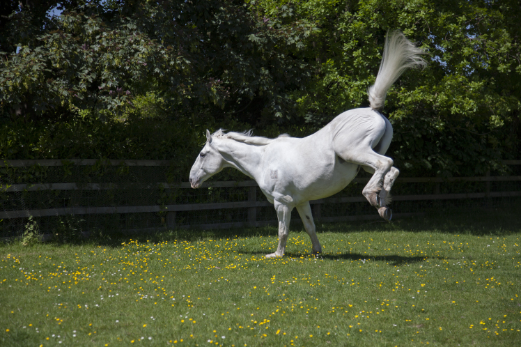 Horse kicking out