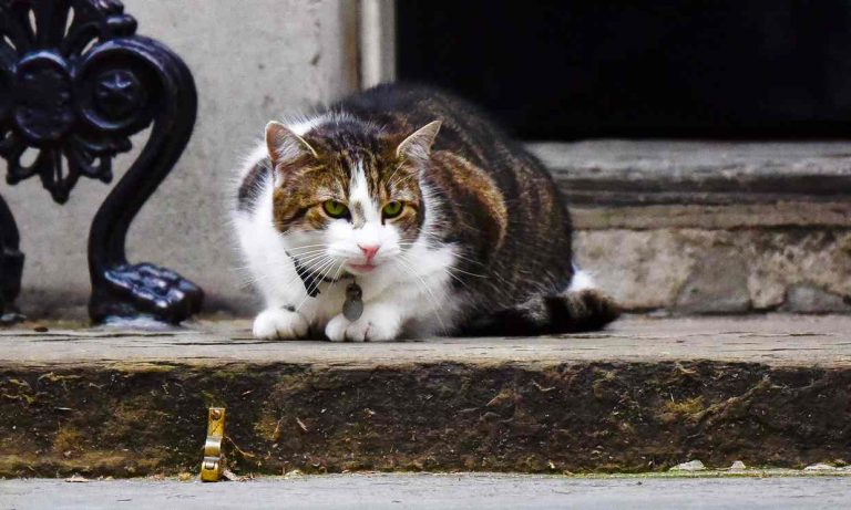 Larry The Cat Won’t Be Evicted From 10 Downing Street With The Camerons