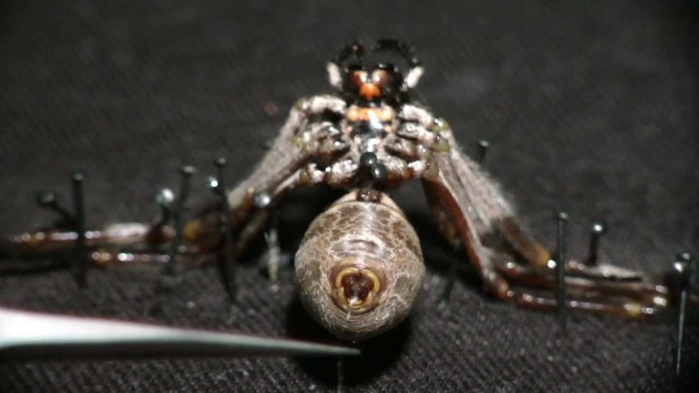 Spider Silk Harvesting