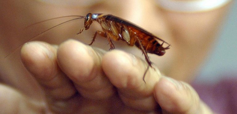 Scientists Say That Cockroach Milk Is The Superfood Of The Future
