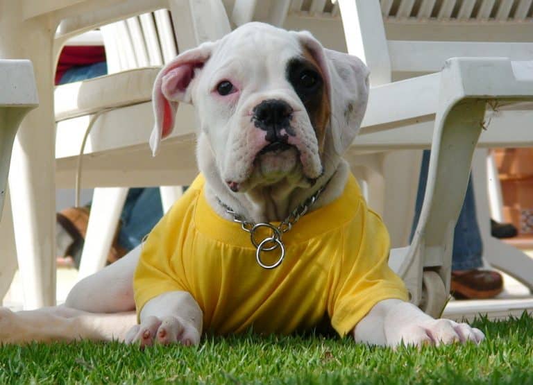 We Spoke To The Founder Of Dog Spotting To Learn A Little More About The Canine Obsessive Sport