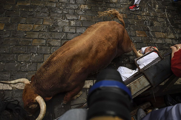 A reveler falls close to Nunez del Cubillo's fighting bulls on the Estafeta corner during the seventh day of the running of the bulls at the San Fermin Festival, in Pamplona, northern Spain, Wednesday, July 13, 2016. An American was gored in the left leg and taken to a city hospital, spokesman said, and four other runners were hospitalized. Revelers from around the world flock to Pamplona every year to take part in the eight days of the running of the bulls. (AP Photo/Alvaro Barrientos)