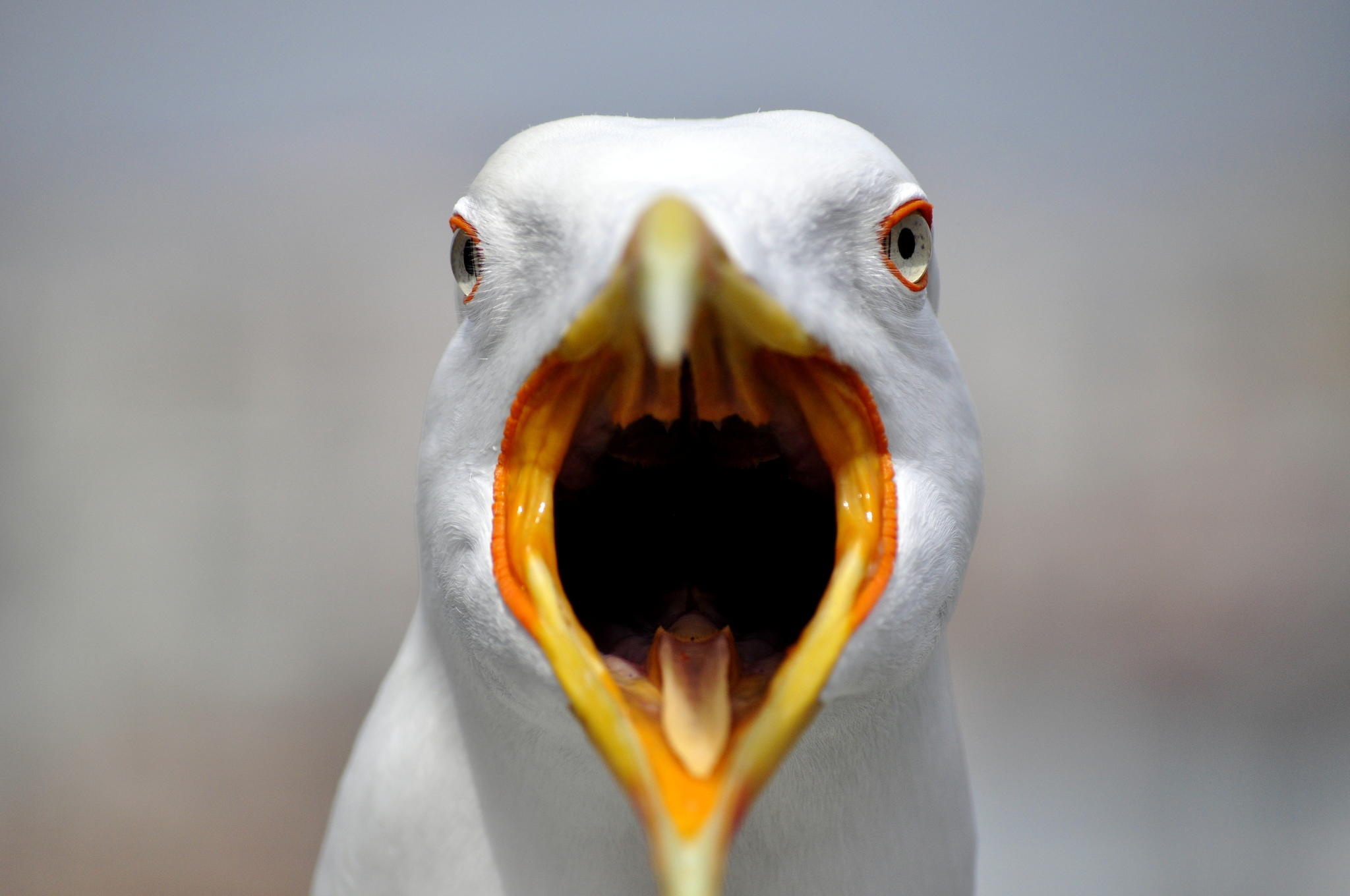 Angry seagull