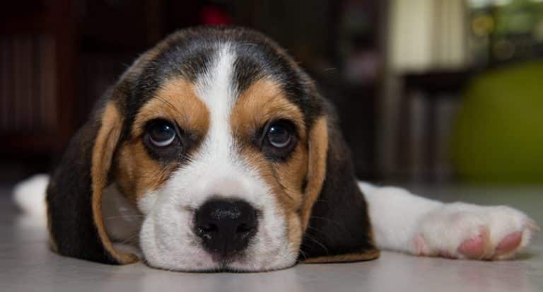 American University Blinded Beagle Puppies With Acid Then Murdered Them