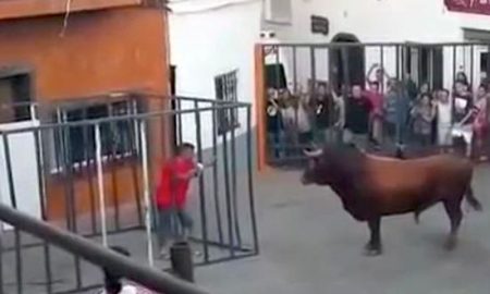 Bull Smashes Cage