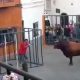 Bull Smashes Cage