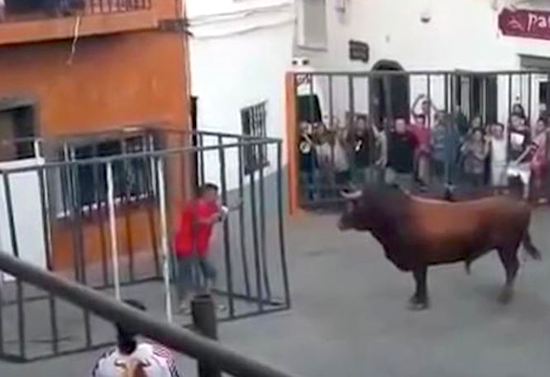 Bull Smashes Cage
