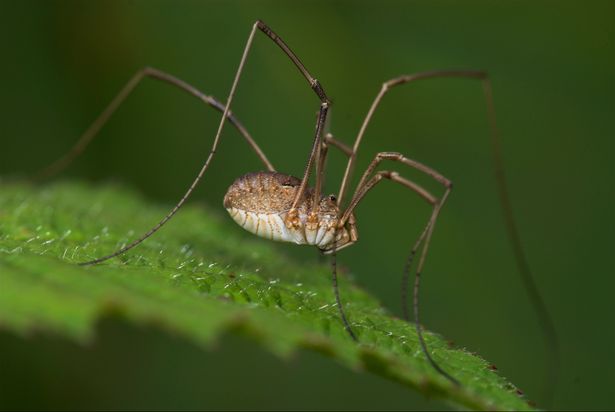 Cannibal spiders