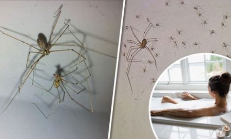 Daddy longlegs spiders