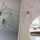 Daddy longlegs spiders