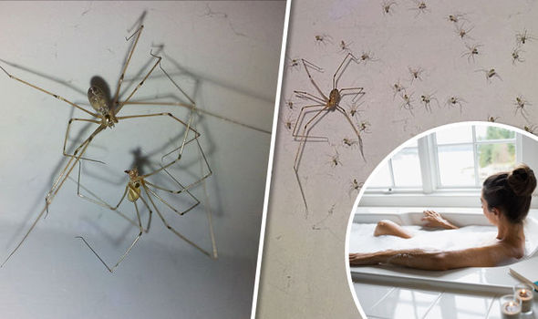 Daddy longlegs spiders