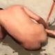 Dog rapist captured