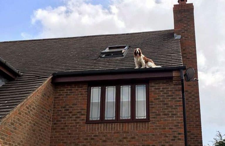 This Family Came Back From Holiday To Find Their Dog Chilling On The Roof