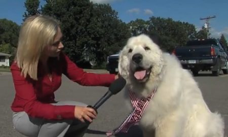 Duke dog mayor
