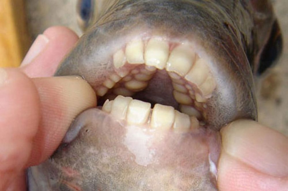 Fish Human Teeth