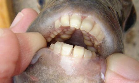 Fish Human Teeth