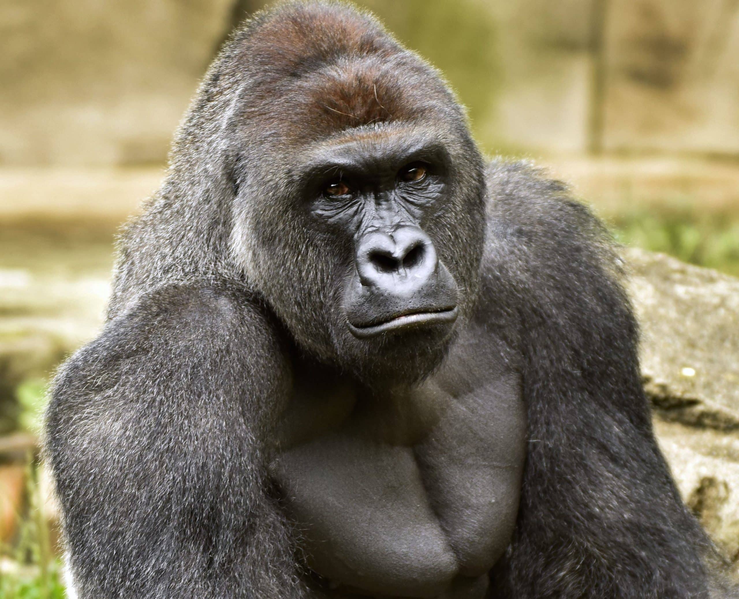 harambe s zoo have deleted their facebook and twitter accounts after