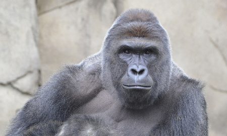 Harambe