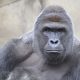 Harambe