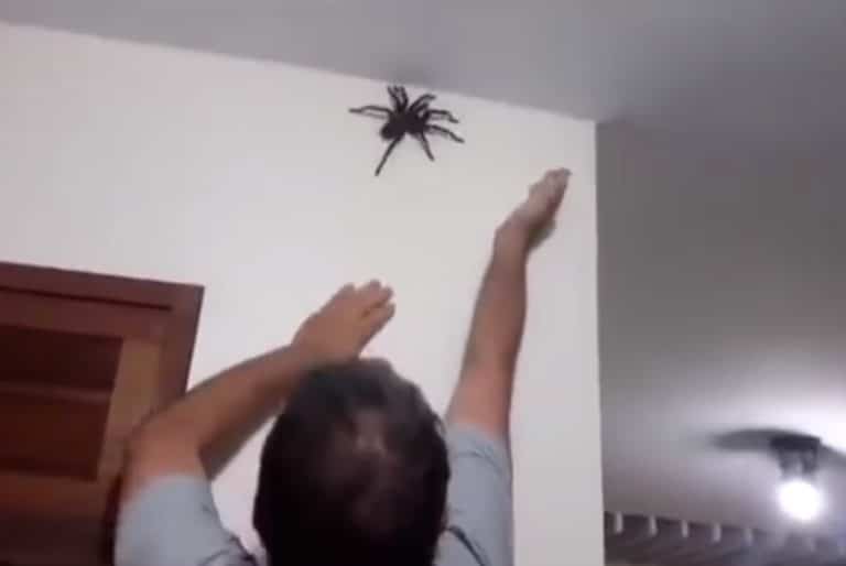 House spider