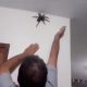 House spider