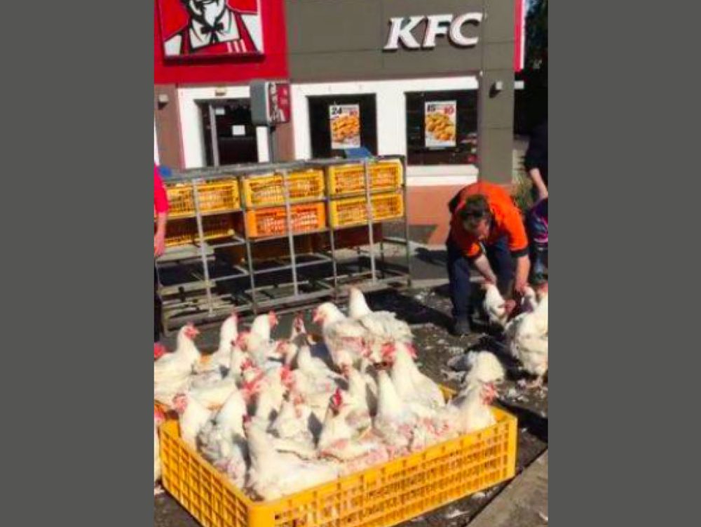 KFC chickens
