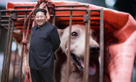 North Korea dog meat