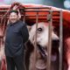 North Korea dog meat