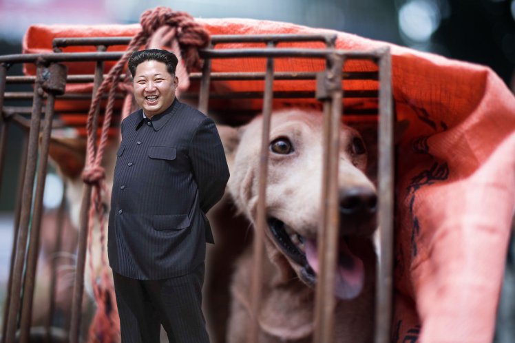 North Korea dog meat