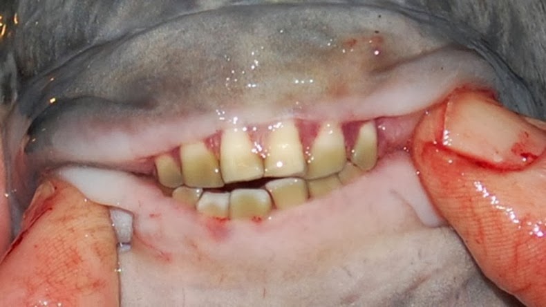 Pacu fish