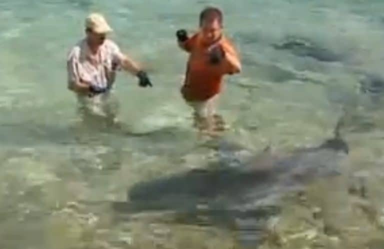 Shark bite