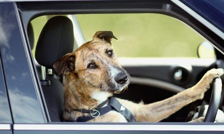 dog driving