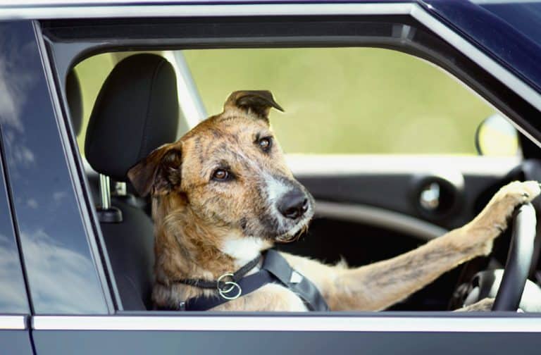 dog driving