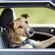 dog driving