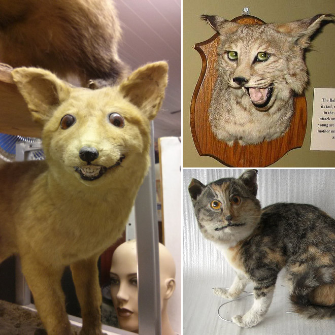 taxidermy