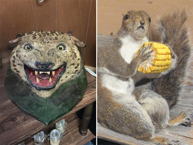 taxidermy